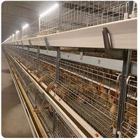 Offre Spéciale Prix Usine : Équipement Avicole Type H – Cage à Poulets de Chair et de Poules Pondeuses, Système d'Élevage Complet