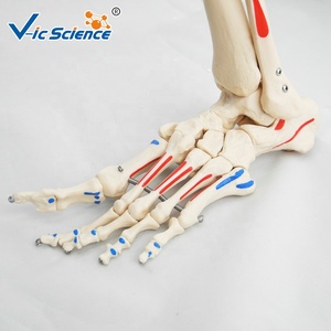 Medical Science 180cm <strong>Human</strong> <strong>Skeleton</strong> Attach Muscles Coloring With Ligament Models Life Size <strong>Skeleton</strong>