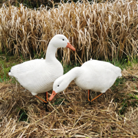 Décoy pliable en EVA pour oies et canards, design 3D réaliste, pose de nourrissage canadienne, avec piquet, résistant aux intempéries, pour la chasse en extérieur et le jardin