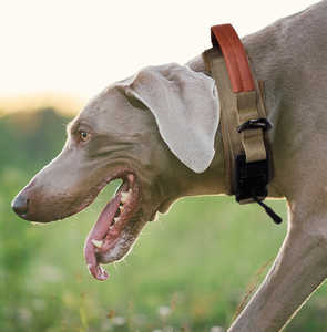 Taktisches Hundehalsband aus strapazierfähigem Nylon mit Schnellverschluss und Trainingsgriff, verstellbar für mittelgroße und große Hunde - Product Image 5