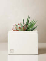 Vente en gros de kit de plantes succulentes artificielles Aeonium Egg Greenovi Bonsaï d'intérieur, engrais, pots de fleurs et jardinières