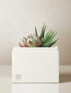 Vente en gros de kit de plantes succulentes artificielles Aeonium Egg Greenovi <span class=keywords><strong>Bonsaï</strong></span> d'intérieur, <span class=keywords><strong>engrais</strong></span>, pots de fleurs et jardinières - Product Image 2