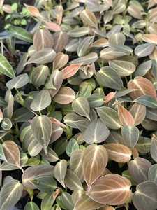 ฟิโลเดนดรอน เมลาโนคริซัม ต้นกล้าเพาะเลี้ยงในถาดขนาด 3-5 ซม. ต้นไม้หายากสำหรับปลูกในบ้าน ขายส่ง - Product Image 4