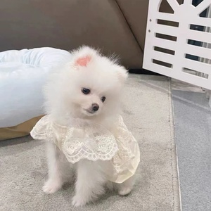 Gonna per Cani di <span class=keywords><strong>Piccola</strong></span> Taglia e Gatti, Estiva Primaverile Autunnale, Sottile in Poliestere, Stile Moderno e Semplice - Product Image 3