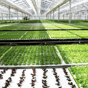 Plataformas Flotantes de Espuma de Grado Alimenticio para Cultivo Hidropónico Comercial de Lechuga DWC - Product Image 3