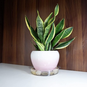 Piattini per piante trasparenti bianchi all'ingrosso vassoi per <span class=keywords><strong>vasi</strong></span> da fiori vassoi per gocciolamento piattino per piante in plastica - Product Image 5