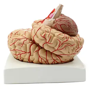 Arterler ile sıcak satış tıbbi bilim anatomik insan beyin modeli 9 parçaları eğitim Pvc beyin modeli