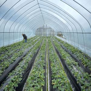 पर्यावरण खेती के लिए उच्च प्रकाश संचरण प्लास्टिक फिल्म ऊर्जा की बचत और एंटी-ड्रिप ग्रीनहाउस मच - Product Image 1