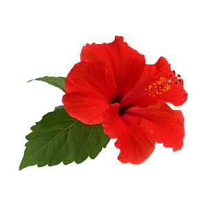 Sıcak satış ebegümeci çiçek özü tozu ebegümeci çiçek özü - Product Image 3