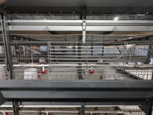 Cage <span class=keywords><strong>d</strong></span>'élevage durable entièrement automatique à plusieurs niveaux <span class=keywords><strong>de</strong></span> type H pour poussins <span class=keywords><strong>d</strong></span>'<span class=keywords><strong>un</strong></span> <span class=keywords><strong>jour</strong></span> et poules pondeuses - Product Image 3