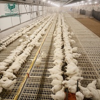 Système d'élevage au sol automatique pour poulets de chair et reproducteurs avec ligne d'alimentation en chaîne pour l'élevage commercial de poulets en Ouzbékistan