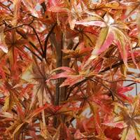 Künstlicher Ahorn-Baum im Topf mit Herbstlichen Orange-Rot-Gelben Ahornblättern, Kunstpflanze für Innenräume, Wohnzimmer, Hotel und Heimdekoration