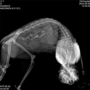 <span class=keywords><strong>X</strong></span>線装置32KWデジタル<span class=keywords><strong>X</strong></span>線装置フラット検出器パネルベッド400 mA新品 - Product Image 3