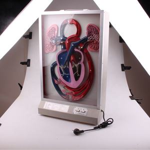 Educatieve Apparatuur Elektrisch Type Hartpuls-En Bloedcirculatiemodel - Product Image 2