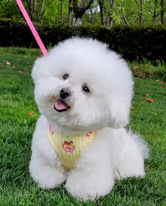 Nouvelle laisse pour chien de style coréen avec blocs de couleur, dotée de sangles respirantes et légères pour la poitrine et le dos, idéale pour les promenades en extérieur. - Product Image 5