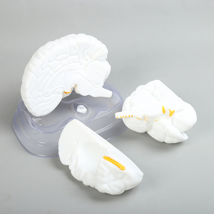 สมองรุ่น8ส่วนการสอนรุ่นวิทยาศาสตร์การแพทย์วัสดุซิลิโคน - Product Image 5