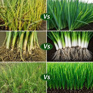 Le poireau réagit bien à la fertilisation, avec une croissance rapide, des feuilles larges et épaisses, et une croissance uniforme. - Product Image 4