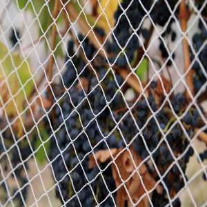 2 m x 100 m malla contra aves fruta jardín vegetal protección anti Bird Red de la niebla - Product Image 3