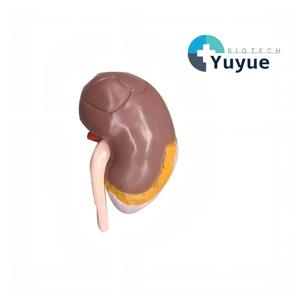 Modelo Anatómico Transparente del Segmento Renal Humano - Herramienta Educativa de <span class=keywords><strong>Nefrología</strong></span> - Product Image 1