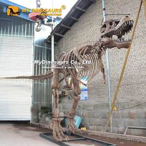 ผลิตภัณฑ์นิทรรศการไดโนเสาร์ <span class=keywords><strong>My</strong></span> Dino DS-<span class=keywords><strong>101</strong></span> รูปปั้นโครงกระดูกไดโนเสาร์ทีเร็กซ์ทำจากไฟเบอร์กลาส - Product Image 4