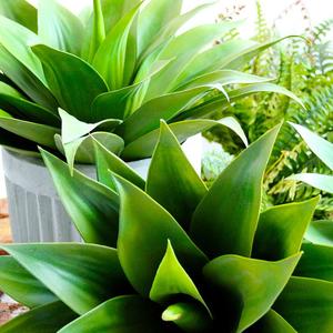 Plante Artificielle en Pot, Bouquet, Faux Mur Végétal, Autres Fleurs et Plantes Décoratives, Feuillage Artificiel Haut de Gamme pour Pelouse, Verdure - Product Image 5