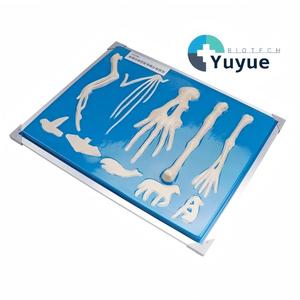 Modèle anatomique de comparaison des os des membres avant des vertébrés, <span class=keywords><strong>plaque</strong></span> de présentation de six types de squelettes de membres avant d'animaux - Product Image 1