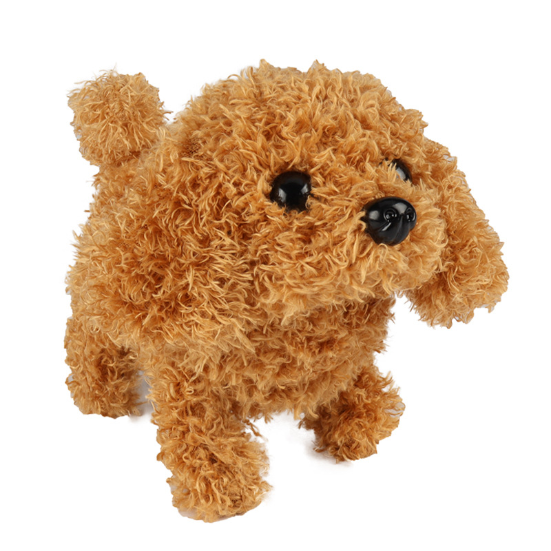 teddy dog