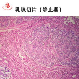 Lame de microscope du système endocrinien, phase de quiescence et phase de secretion de la glande mammaire, apprentissage médical, anatomie de base - Product Image 2