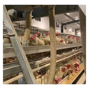 Allevamento di pollame moderno zincato A caldo di tipo A 3-96 30k-100k presso l'azienda agricola A strati d'angora - Product Image 3