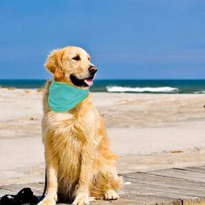 Pañuelo de cuello refrescante de verano para gatos y perros <span class=keywords><strong>Collar</strong></span> de Mascota de patrón sólido-Servicios personalizables proporcionados - Product Image 2