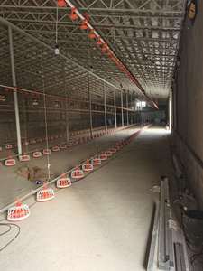 Sistema de alimentación automático para aves de engorde | Alimentador de pollos de alta eficiencia | Duradero y fácil de instalar - Product Image 5