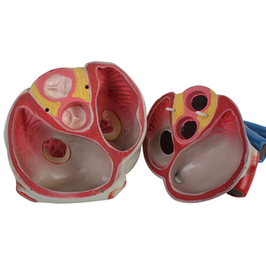 5 Lần 3 Bộ Phận Y Tế Lớn <span class=keywords><strong>3d</strong></span> Lớn Giải Phẫu Trái Tim Con Người Mô Hình Cho Y Tế Sinh Viên - Product Image 4