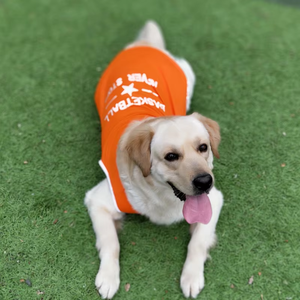 Gilet Estivo Traspirante e Leggero per <span class=keywords><strong>Cani</strong></span>, Abbigliamento Rinfrescante Natalizio per Razze Grandi come Golden Retriever, Labrador, Samoiedo, Border Collie - Product Image 5