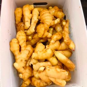Gingembre jaune frais de haute qualité, sélectionné, <span class=keywords><strong>grande</strong></span> <span class=keywords><strong>taille</strong></span>, gingembre gras, légumes pour la transformation alimentaire et les supermarchés - Product Image 5