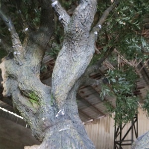 56 arbres en forme professionnel, grand arbre d'olive artificiel pour décoration de scène de <span class=keywords><strong>film</strong></span> - Product Image 5