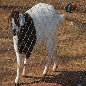 Clôture rentable de maillon de chaîne de pâturage enduit/galvanisé de puissance d'enceinte d'animal de fil métallique pour la ferme de moutons - Product Image 2