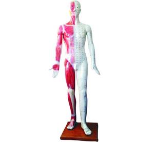 Modèle de musculation d'acupuncture de luxe de 178 cm avec canaux primaires et points d'acupuncture pour l'enseignement et l'apprentissage de <span class=keywords><strong>la</strong></span> <span class=keywords><strong>médecine</strong></span> chinoise et du massage - Product Image 5