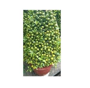 Calamansi en polvo, el mejor precio - Product Image 1