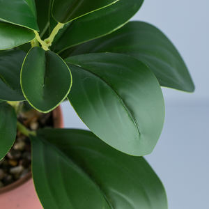 ต้นไม้ประดิษฐ์หยวนหวัง ต้นไทร ต้นเปเปอรอมีอา พร้อมกระถางเซรามิก สำหรับตกแต่งบ้าน สวนในร่มและกลางแจ้ง - Product Image 5