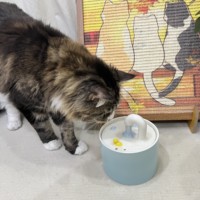Tempat Minum Hewan Peliharaan Keramik Modern Tahan Lama Portabel Otomatis Sirkulasi Air Tenang Anti Bocor untuk Kucing Anjing