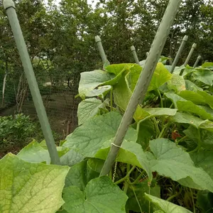 Metal PE Coated Tomato Support Garden Stakes Plastic Coated Steel Tube Plant Sticks Climbing Plants