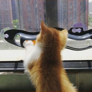 Moderno gatto e cane Pet <span class=keywords><strong>Ball</strong></span> giocattolo di plastica ventosa Windows Track Play simpatico stile giocattolo - Product Image 4