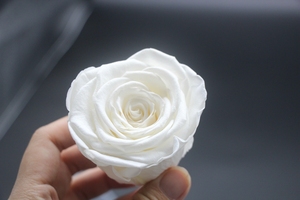 <span class=keywords><strong>Naturale</strong></span> nuovo arrivo grossista eterna <span class=keywords><strong>rosa</strong></span> cina all'ingrosso <span class=keywords><strong>blu</strong></span> - Product Image 3