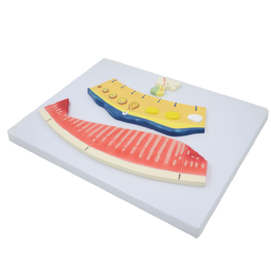 Modelo del Sistema Urogenital Femenino y del Ciclo <span class=keywords><strong>Menstrual</strong></span>, <span class=keywords><strong>Simulador</strong></span> de Folículo Ovárico y Lutea para la Enseñanza y el Entrenamiento de Anatomía Ginecológica - Product Image 3