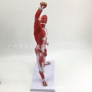 Modèle de muscle humain (50 cm) - Morphologie et structure musculaire du corps entier - Anatomie musculaire - Modèle de muscle pour la kinésiologie humaine - Product Image 4