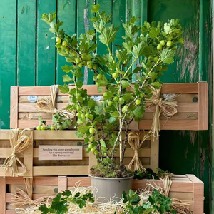 Características únicas Gooseberry Bush'A Growing Gift Of Hope' para los amantes de las plantas, cultivan cultivos de parachoques de sabrosas frutas peludas Gooseberry Bush - Product Image 2