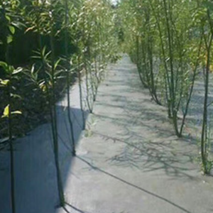 Toile anti-herbe perméable à l'eau <span class=keywords><strong>de</strong></span> qualité supérieure - <span class=keywords><strong>Barrière</strong></span> anti-mauvaises herbes pour plantes en pot d'intérieur, parterres <span class=keywords><strong>de</strong></span> fleurs et rangs <span class=keywords><strong>de</strong></span> vergers Export - Product Image 5