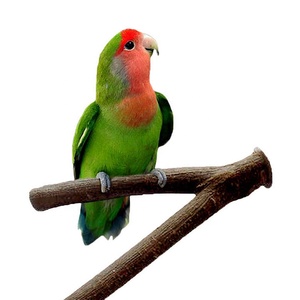 Jouets pour oiseaux pour perroquet, fourche en bois brut, support de branche d'arbre, perchoir pour <span class=keywords><strong>hamster</strong></span>, perchoirs pour <span class=keywords><strong>cage</strong></span> à oiseaux - Product Image 1