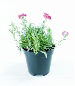 Macetas de PP de inyección de 15/17CM de alta calidad para sembrar macetas <span class=keywords><strong>Premium</strong></span> - Product Image 5