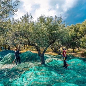 Filet de cueillette <span class=keywords><strong>d</strong></span>'olives 85 g/m² 6m*100m 100% HDPE pour la récolte des fruits <span class=keywords><strong>d</strong></span>'olives, filet de collecte agricole - Product Image 1
